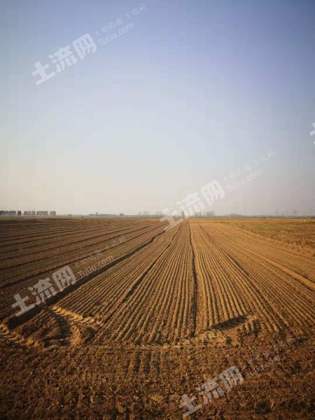 新乡原阳县靳堂乡600亩黄河地出租xx1096