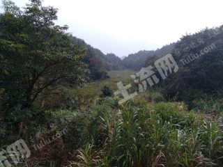 广东韶关800亩林地经营权转让