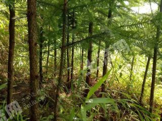 红河绿春县 400亩 有林地 经营权转让