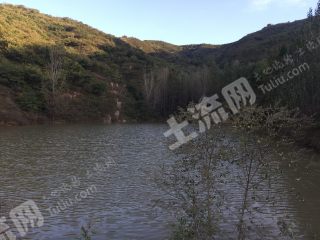 洛阳嵩县1500亩有林地经营权转让