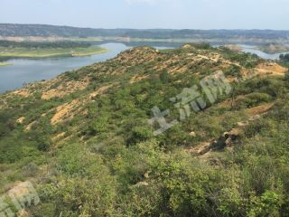 洛阳新安县 1000亩 其它林地 经营权转让