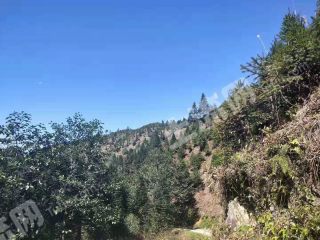 红河屏边苗族自治县 552亩 有林地 经营权转让