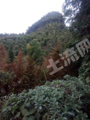 衢州江山市 460亩 有林地 经营权转让