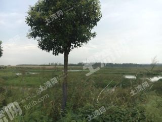 center_mid
