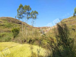 韶关始兴县200亩荒山出租