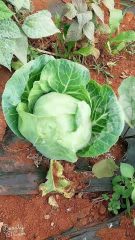 红河弥勒市 4500平方米 度假山庄 使用权出租