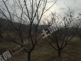 大同灵丘县1200亩有林地经营权转让