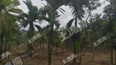 海南琼中黎族苗族自治县 90亩 有林地 经营权转让