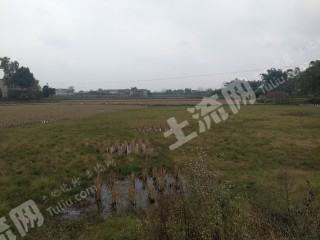 泸州泸县220亩优质水田经营权出租（沱江边）