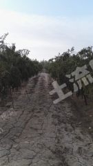 巴州且末县33亩果园经营权转让