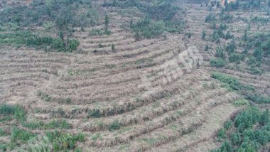 怀化洪江市200亩水田经营权出租