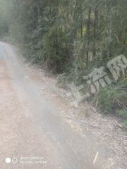 翁源龙仙镇80亩果园经营权转让