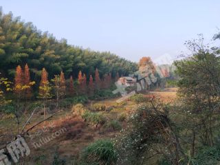 新余分宜县3200亩有林地经营权转让