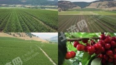 郑州上街区 170亩 果园 经营权转让