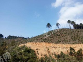 柳州融水苗族自治县250亩其它林地经营权出租