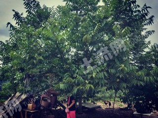 大理市漾濞县1886亩林地经营权转让