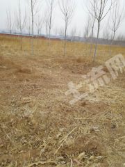 朝阳朝阳县 230亩 其它林地 经营权转让