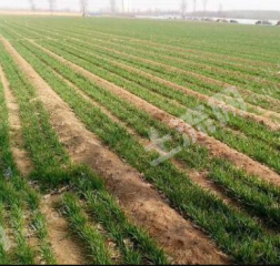 潍坊昌邑市1000亩水浇地经营权出租