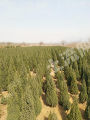 邯郸峰峰矿区 200亩 水浇地 经营权转让