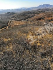 朝阳喀喇沁左翼蒙古族自治县 870亩 有林地 经营权转让