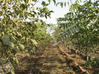 潍坊安丘市 280亩 乔木林地 经营权转让