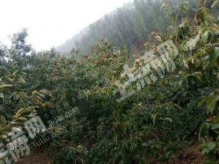 潍坊安丘市 500亩 其它荒山经营权转让