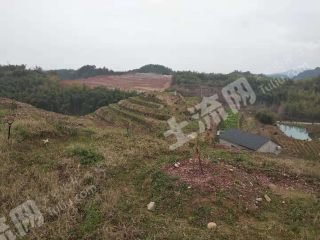衢州龙游县60亩 果园 经营权转让