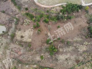 衢州龙游县 50亩 旱地 经营权转让