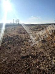 呼倫貝爾阿榮旗10000平米宅基地使用權(quán)出租