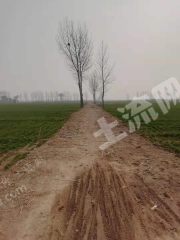 安阳安阳县 1000亩 水浇地 经营权出租