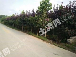 许昌鄢陵县28亩有林地经营权转让