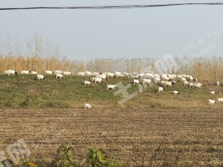 武漢江夏區(qū)270平米宅基地使用權(quán)出租