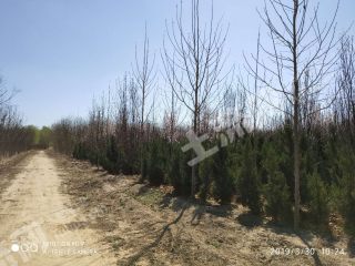 德州德城区 170亩 有林地 经营权转让