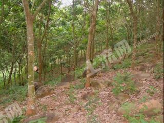 海南临高县 80亩 其它林地 经营权转让