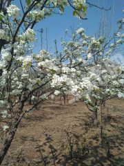 朝阳凌源市 80亩 菜园 经营权出租