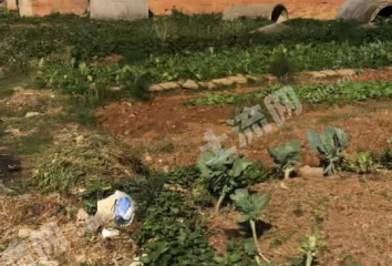 文山文山市2780平米宅基地使用權(quán)出租或使用權(quán)出租