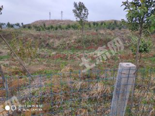 平顶山舞钢市100亩有林地经营权出租
