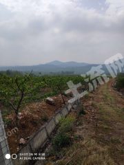 平顶山舞钢 200亩桃园经营权出租