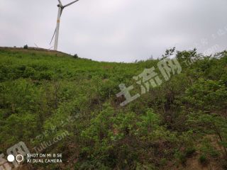 平顶山舞钢市 500亩 荒山 合作