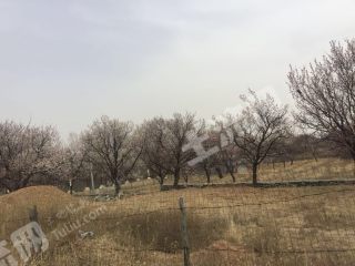 呼和浩特新城区 6亩 果园 经营权转让