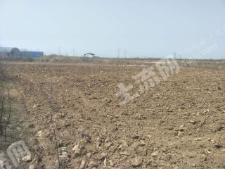 平顶山汝州市 100亩 水浇地 经营权出租