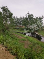 平顶山舞钢市20亩坑塘经营权合作，环境优美位置优越，可搞农家乐