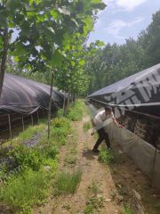 平顶山舞钢市 10亩 菜园 经营权合作