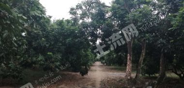 海南白沙黎族自治县 120亩 灌木林地 经营权转让