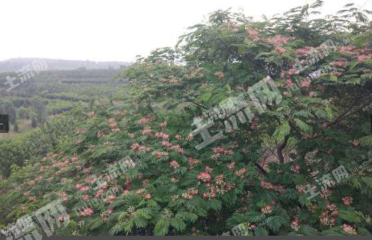 潍坊临朐县10亩荒山使用权转让