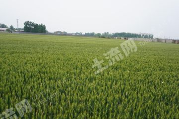 新乡卫滨区80亩水浇地经营权出租XX1244