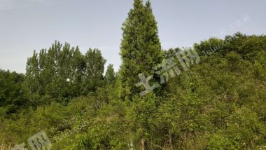 平顶山鲁山县 50亩 水浇地 经营权出租