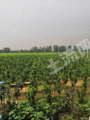 平顶山郏县95亩果园，55亩空地整体经营权出租，价格可议