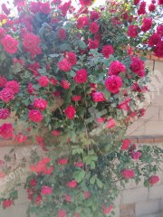 青島平度市5328平米度假山莊使用權(quán)出租