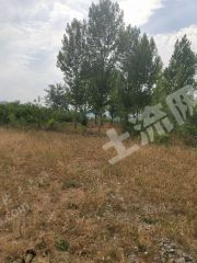 平顶山汝州市 650亩 荒地 使用权出租